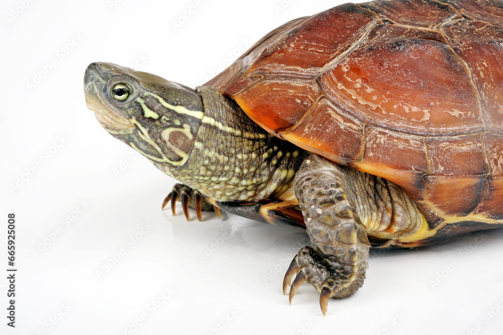 Fototapeta premium Chinesische Dreikielschildkröte // Chinese pond turtle (Mauremys reevesii)