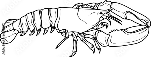 lobster line