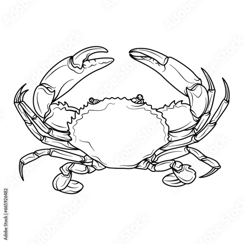 Serrated mud Crab