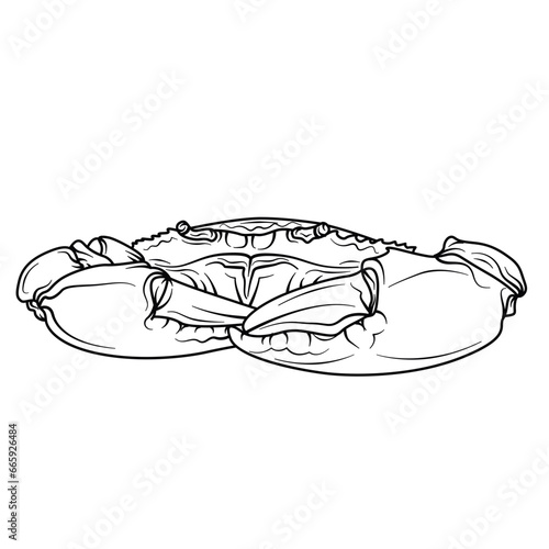 Serrated mud Crab