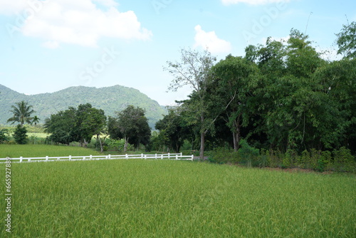 Green rice fields approaching harvest season