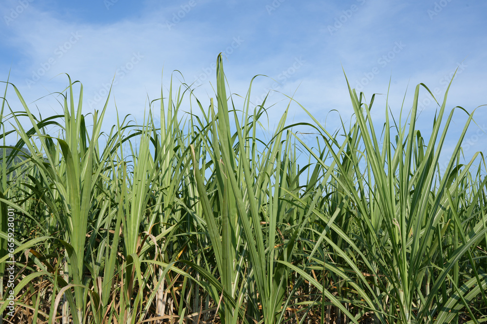 Sugar cane fields can be used as food and fuel. Sugar cane fields can be used as food and fuel.