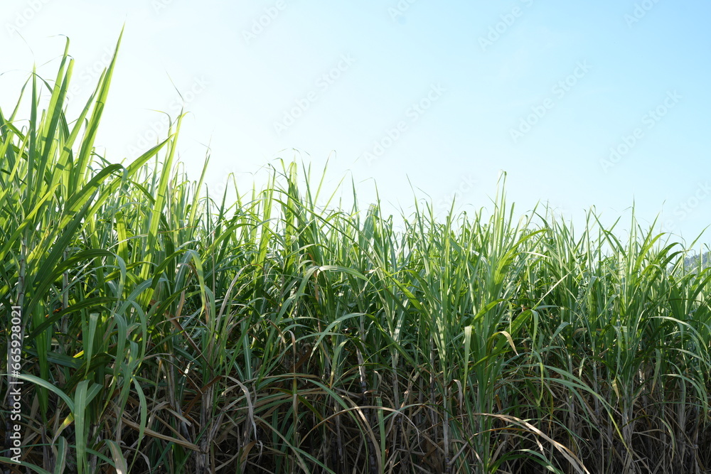 Sugar cane fields can be used as food and fuel. Sugar cane fields can be used as food and fuel.