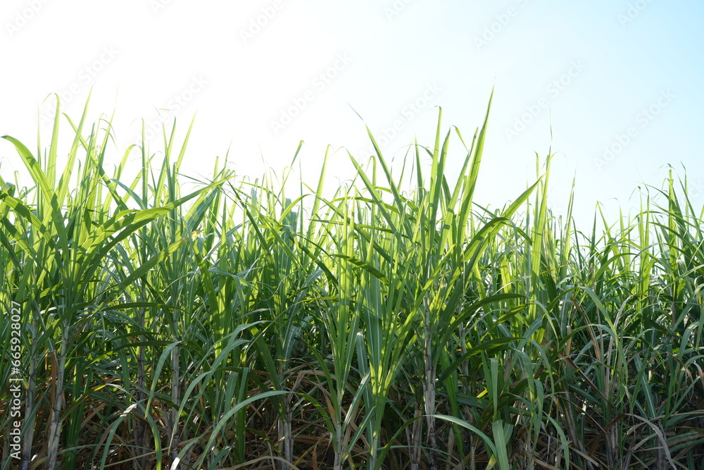Sugar cane fields can be used as food and fuel. Sugar cane fields can be used as food and fuel.