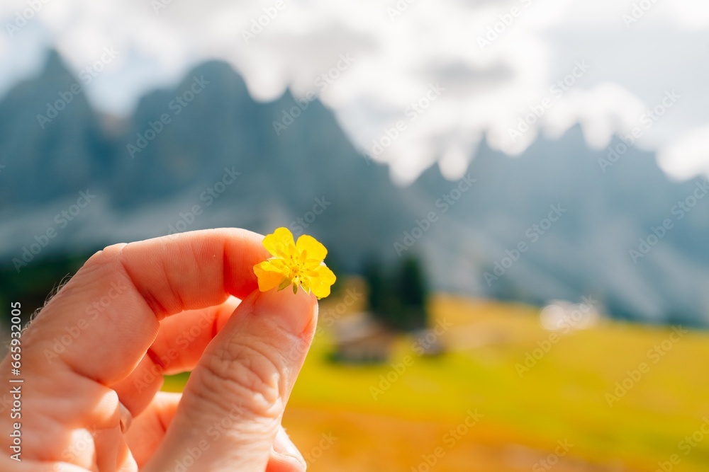 Yellow flower in the mountains, Dolomites in Italy