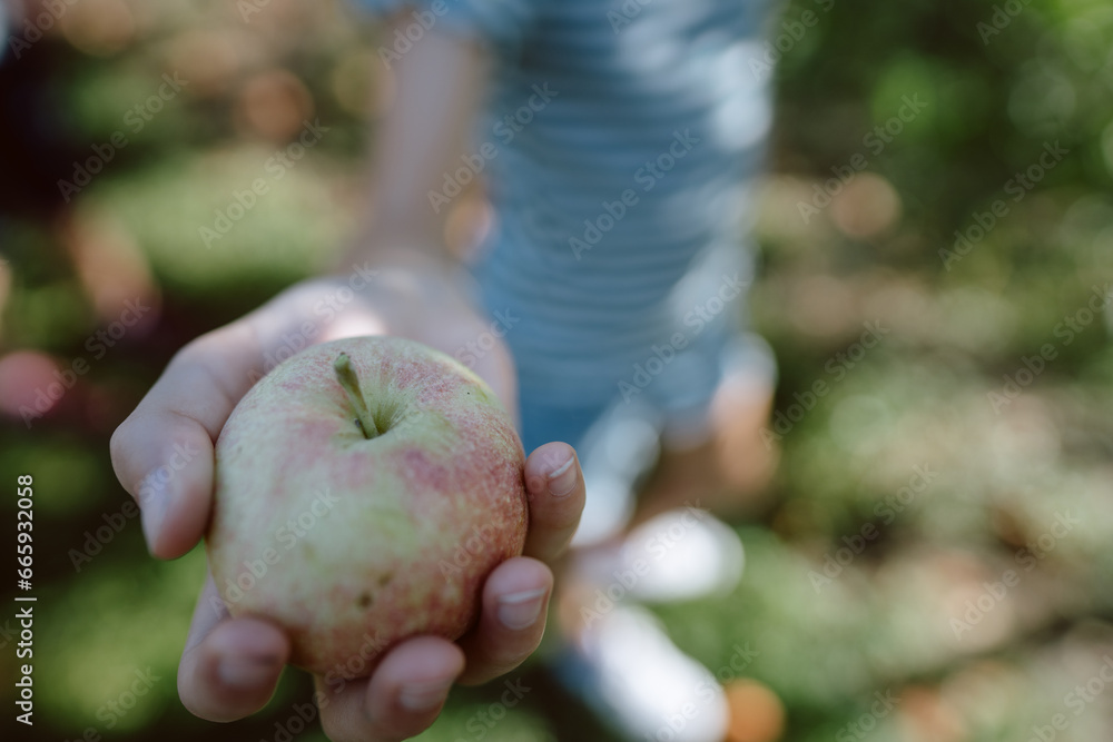 Young girl holding freshly picked apple on a sunny day Young girl holding freshly picked apple on a sunny day