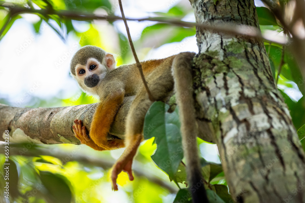 Obraz premium Squirrel Monkey on tree branch in green amazon rainforest