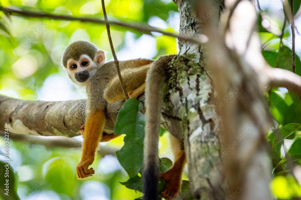 Squirrel Monkey on tree branch in green amazon rainforest Squirrel Monkey on tree branch in green amazon rainforest