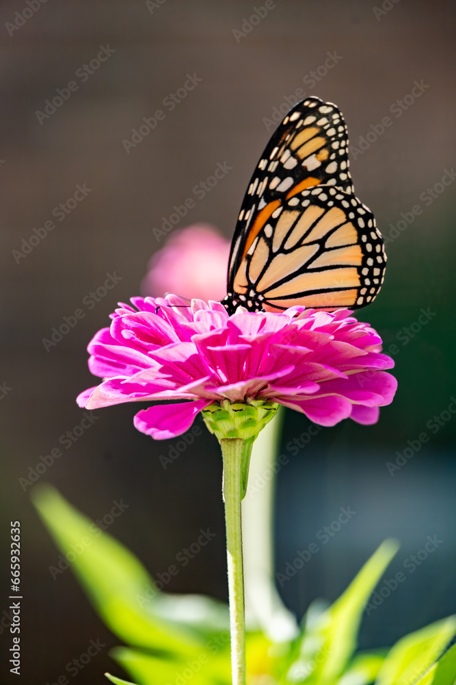 Close Up View of A Monarch on a fluffy pin Zinnia Flower Close Up View of A Monarch on a fluffy pin Zinnia Flower