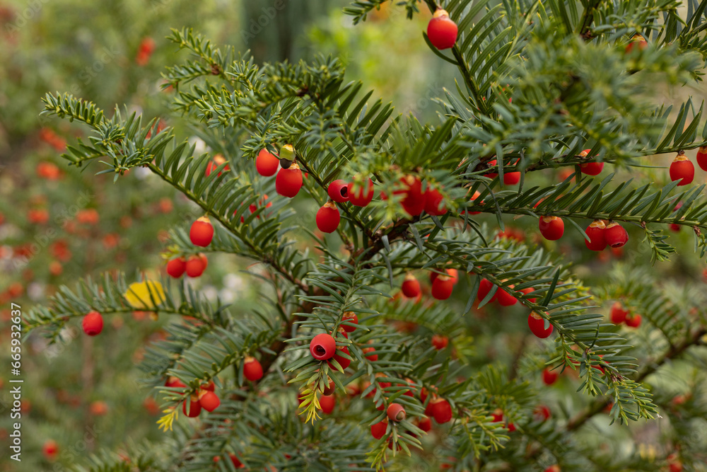 Yew branches with red berries