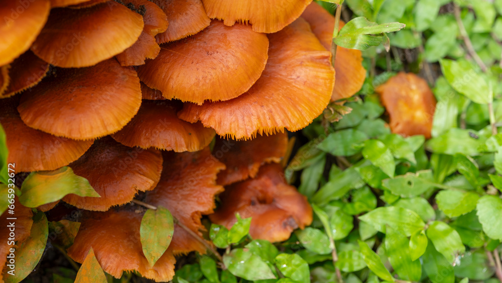 Close up orang wild mushroom. Close up orang wild mushroom.