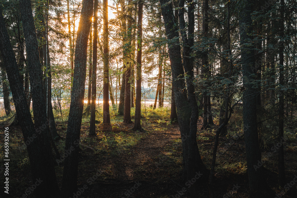 Naklejka premium Sunset or sunrise in the pine forest. Beautiful autumn landscape.