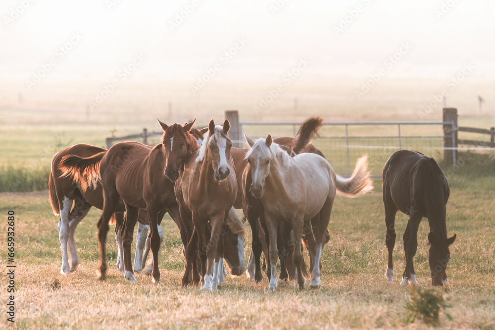 herd of beautiful horses on the field in the sunset light