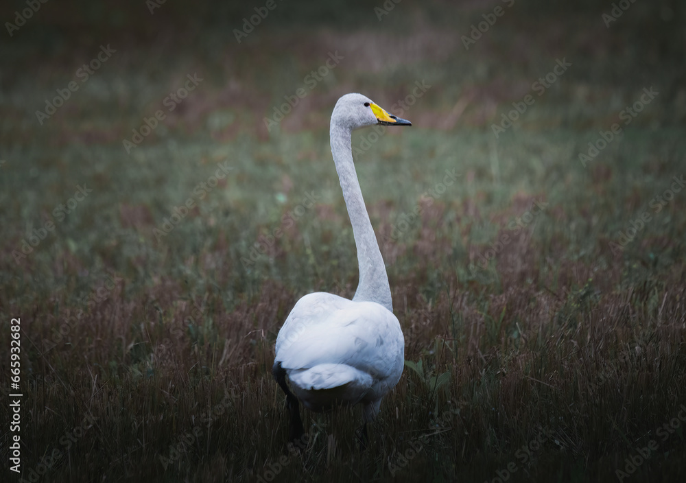 Whooper Swan (Cygnus cygnus) single bird on grass Whooper Swan (Cygnus cygnus) single bird on grass