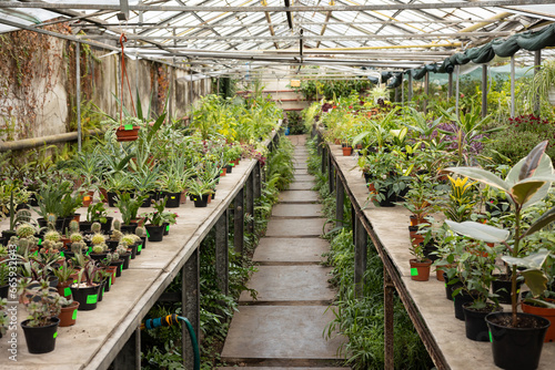 Potted plants on shelves in a greenhouse © Cavan