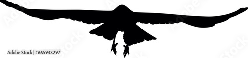 illustration of crow