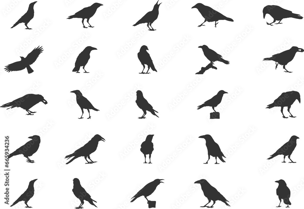 Fototapeta premium Carrion Crow Silhouettes, Carrion Crow Flying Silhouette, Crow Silhouettes, Carrion Crow Svg, Carrion Crow Vector Set