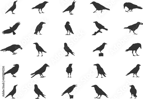 Carrion Crow Silhouettes, Carrion Crow Flying Silhouette, Crow Silhouettes, Carrion Crow Svg, Carrion Crow Vector Set