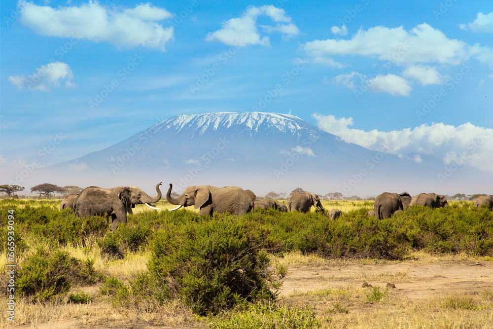 Fototapeta premium Kilimanjaro