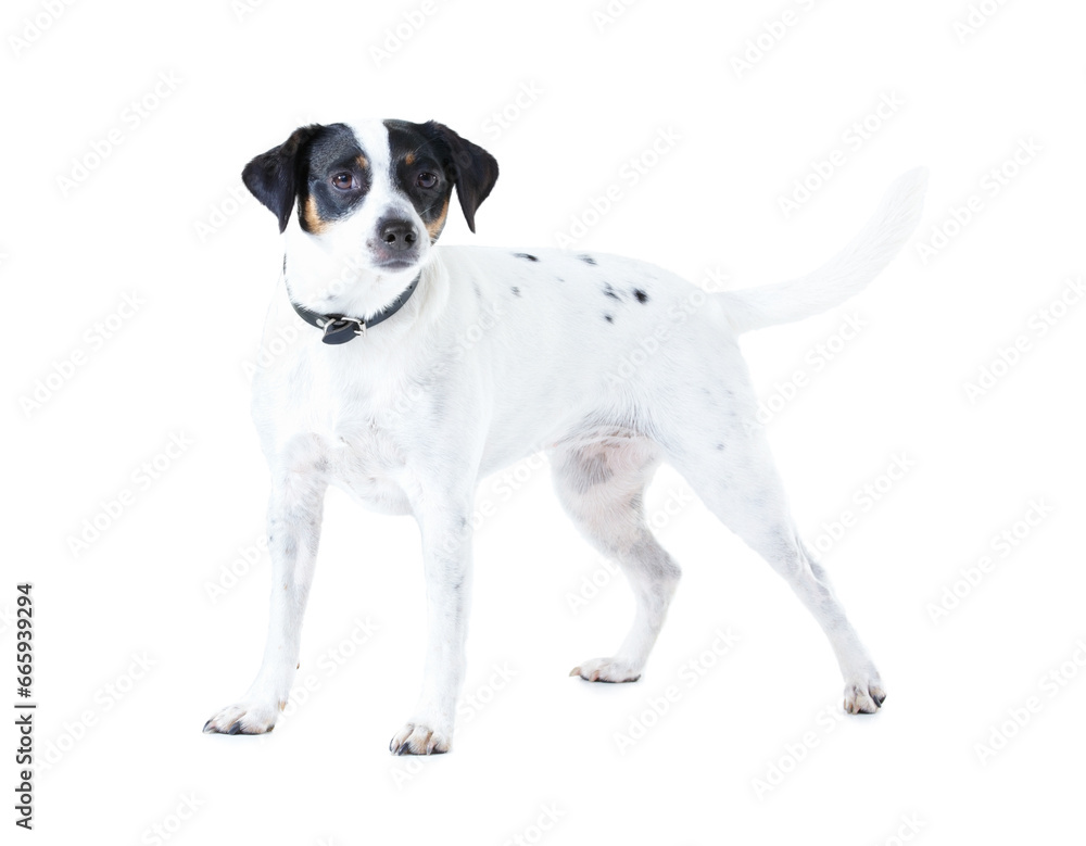Jack Russell dog, studio and white background with pet care, healthy and isolated with wellness. Canine animal, puppy and face with natural fur coat with rescue for safety, pedigree and adoption