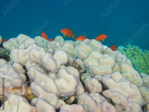 Lytheral anthias on the reef - Anthias czerwony na rafie