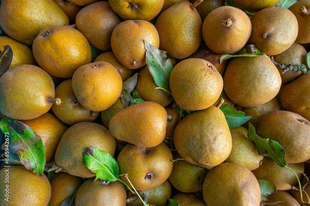 Fresh sweet organic pears with leaves in box - autumn harvest fruits Fresh sweet organic pears with leaves in box - autumn harvest fruits