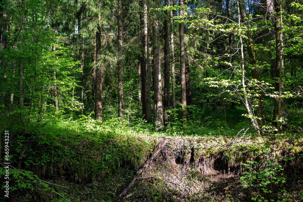 Landslide processes in the forest as a result of erosion, forest landscape Landslide processes in the forest as a result of erosion, forest landscape