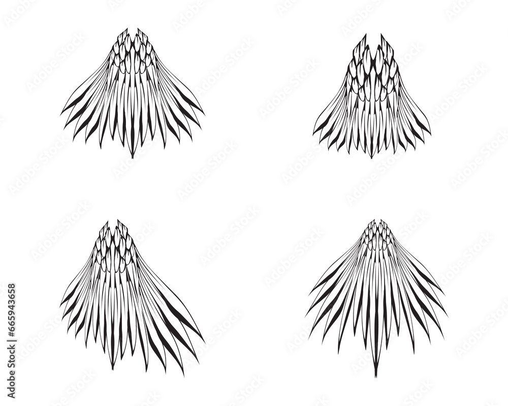 bird's tail sketch illustration, front angle view. bird's tail sketch illustration, front angle view.