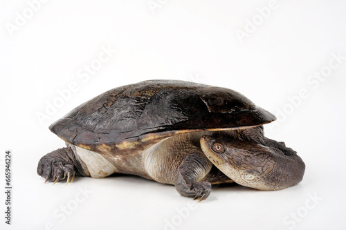 Siebenrock-Schlangenhalsschildkröte // Northern snake-necked turtle (Chelodina siebenrocki / Chelodina rugosa)  photo