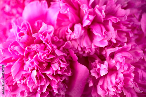 Pink floral background. Background bouquet of beautiful pink peonies. Blooming peony flowers  close-up. Wedding background  Valentine s day concept. Blossom  flower close-up