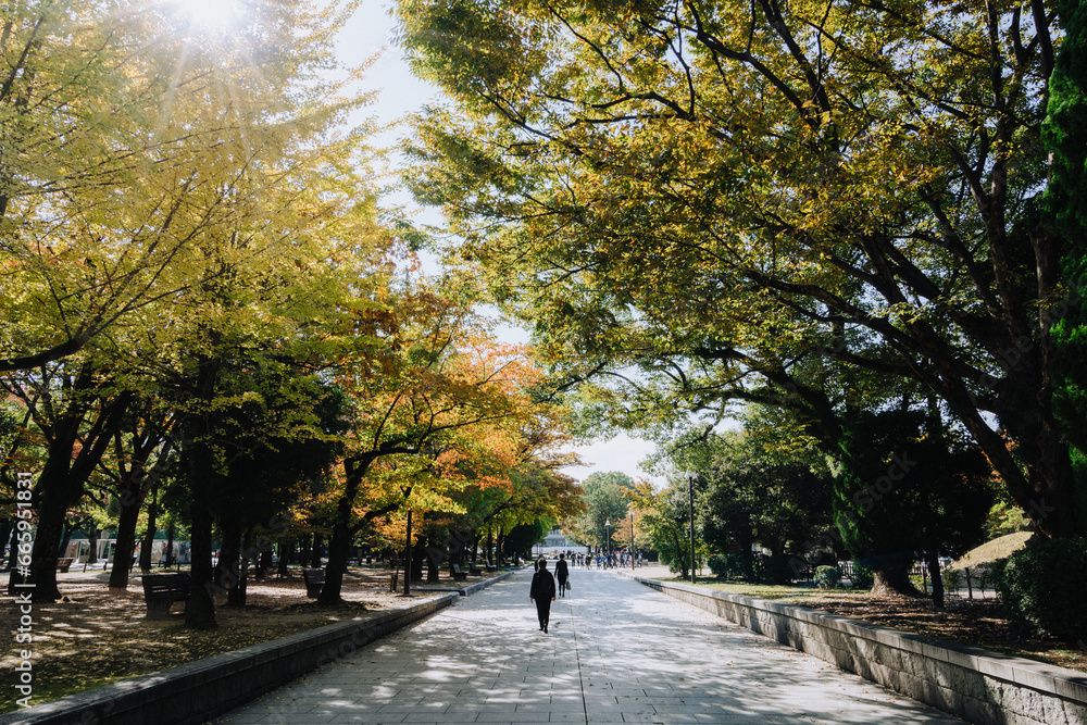 Sun shining through the autumn trees in Peace Memorial Park, Hiroshima, Japan