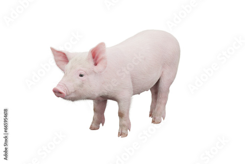 Little pig isolated on transparent background. 3D rendering.