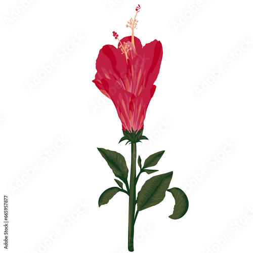 Fototapeta Naklejka Na Ścianę i Meble -  Beautiful hibiscus flower illustration for decoration 