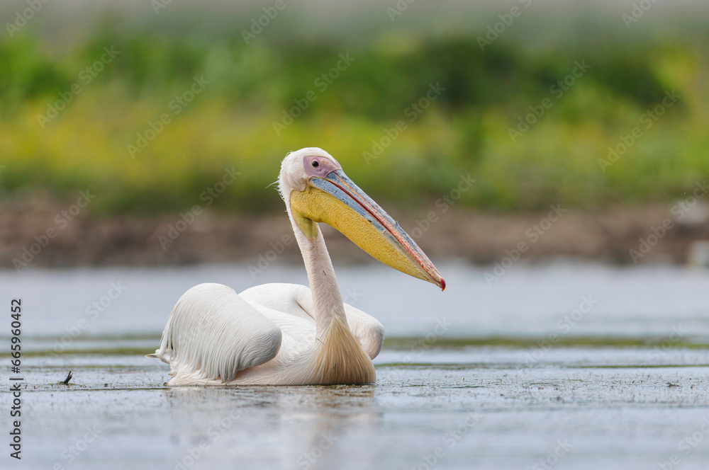 Wild life birds photography an elegant water bird with a vibrant yellow beak peacefully gliding on the water's surface in Danube Delta, Romania Wild life birds photography an elegant water bird with a vibrant yellow beak peacefully gliding on the water's surface in Danube Delta, Romania
