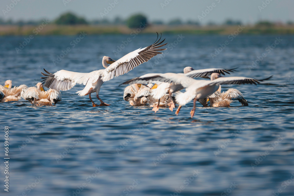 Φωτογραφία Wild life birds photography a mesmerizing aerial view of birds in flight over a