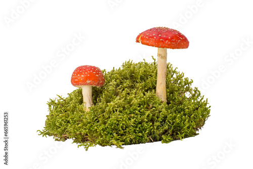 .Two fly agaric mushrooms growing in moss. Isolated on a white background.