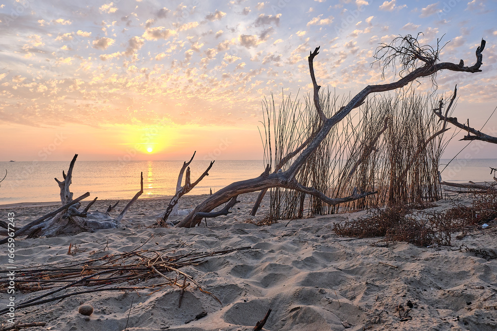 The sun rises between the dry branches of the beach The sun rises between the dry branches of the beach