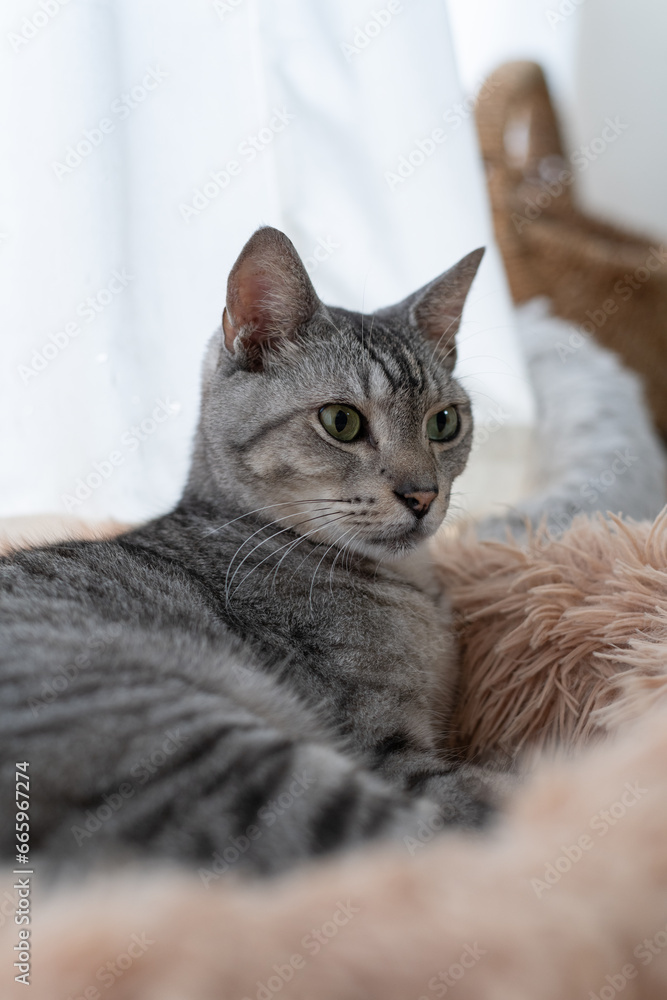 見つめる猫 サバトラ猫 見つめる猫 サバトラ猫