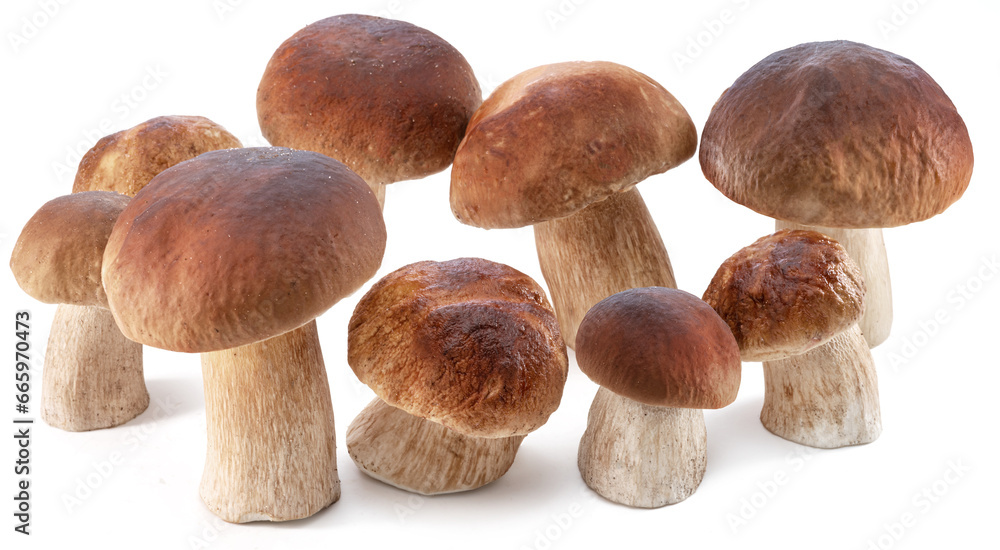 Group of porcini mushrooms isolated on white background. Group of porcini mushrooms isolated on white background.