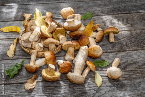 Fresh harvest of porcini mushrooms on wooden table. Lucky result of mushroom picking.