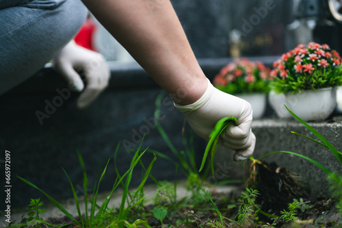 Graveyard cleaning in Autumn before the All Saints Day. Close up of hand in white gloves removing grass from the tombstone in cemetery with colorful flower in background
