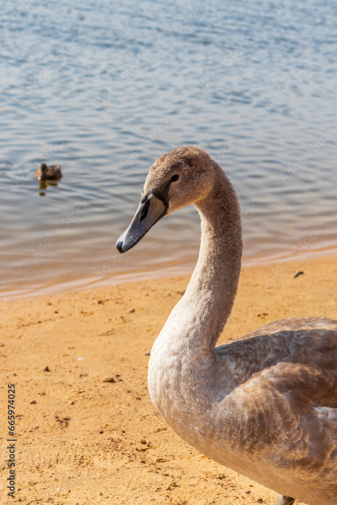 Fototapeta premium Close up shot of the cygnets, ducks, swans by the pond. Feathered