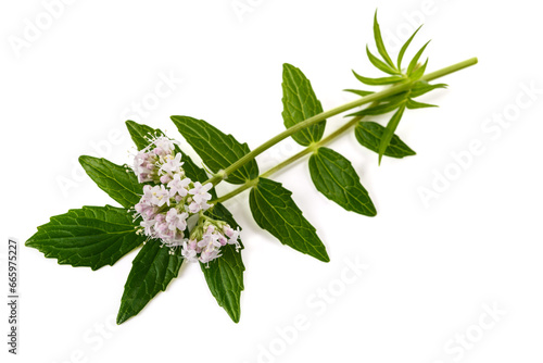 Valeriana officinalis flowers photo