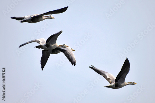 Photography Captured these birds photos in the migratory season when 1000's of migratory birds from different subcontinent comes to a wetland of India Assam named as Magury wetland