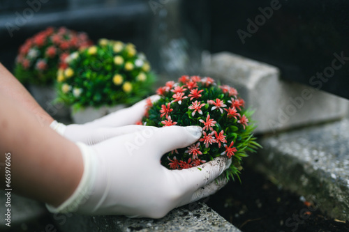 Graveyard preparation in autumn before All Saints Day. Hand in white gloves planting colorful flower on grave in the cemetery. Gravesite care.