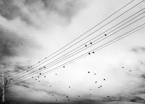 Photography Captured these birds photos in the migratory season when 1000's of migratory birds from different subcontinent comes to a wetland of India Assam named as Magury wetland