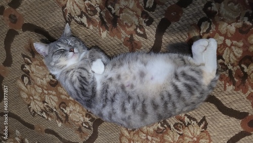 Pregnant funny cat resting