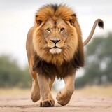 Lion in the wild