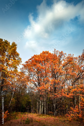 Autumn forest nature. Vivid morning in colorful forest with sun rays through branches of trees.