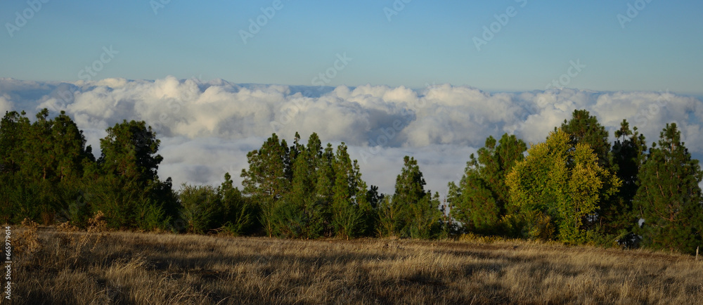 Panoramic image with grove in the foreground and sea of clouds in the background